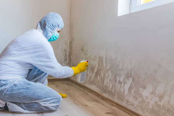 Licensed Mold Remediation service in Westminster, TX - 24 Hour Mold Removal
