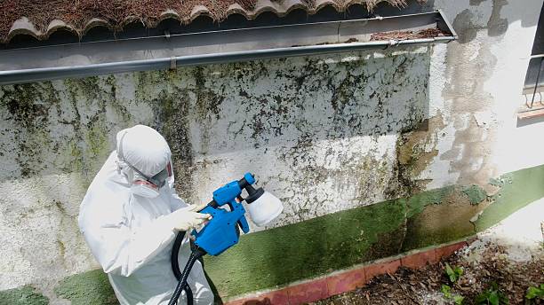 Top rated local Mold Remediation specialists in Westminster, TX